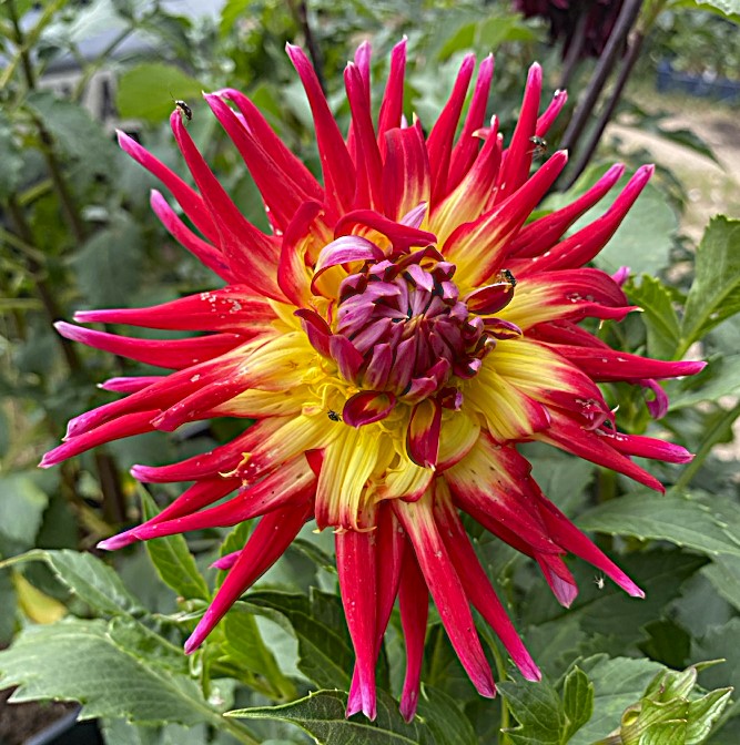 Dahlia Bora Bora 